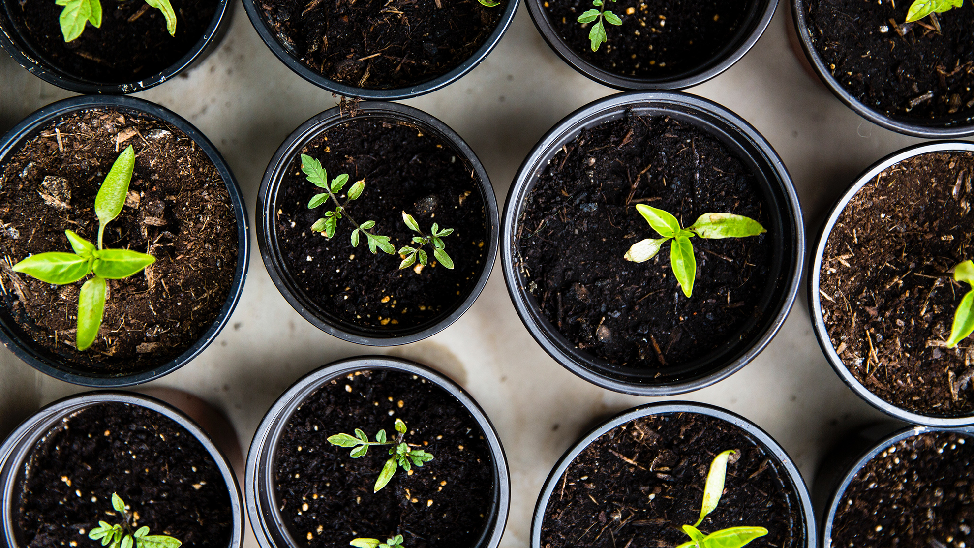 Gardening Tips So You Can Plant Like A Pro