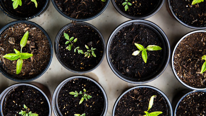 Gardening Tips So You Can Plant Like A Pro